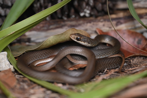 North American Racer