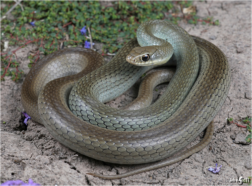 North American Racer