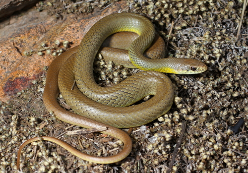 North American Racer