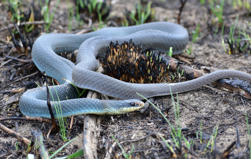 North American Racer