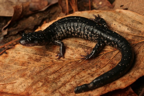 Northern Slimy Salamander