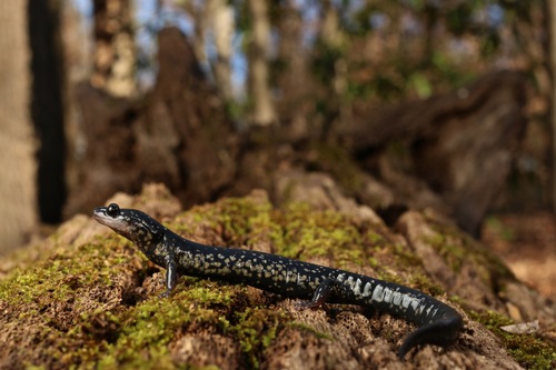 Northern Slimy Salamander