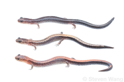Eastern Red-backed Salamander