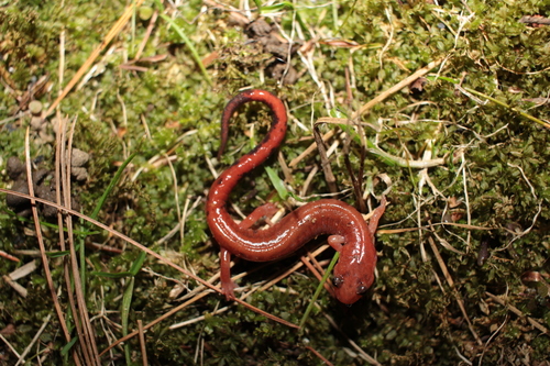 Eastern Red-backed Salamander