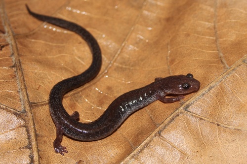 Eastern Red-backed Salamander