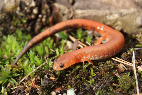 Eastern Red-backed Salamander