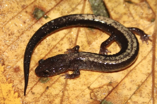 Eastern Red-backed Salamander