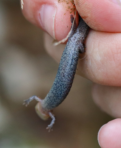 Eastern Red-backed Salamander