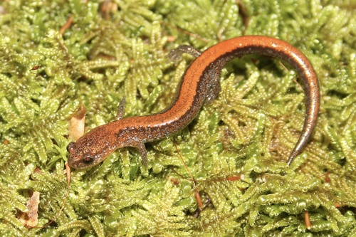 Eastern Red-backed Salamander