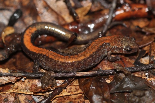 Eastern Red-backed Salamander