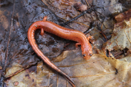 Eastern Red-backed Salamander
