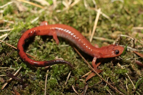 Eastern Red-backed Salamander