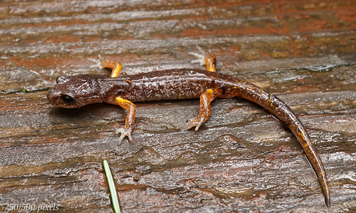 Ensatina
