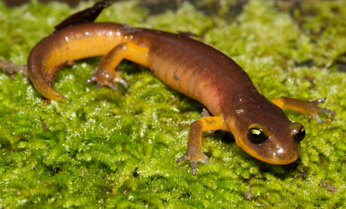 Ensatina
