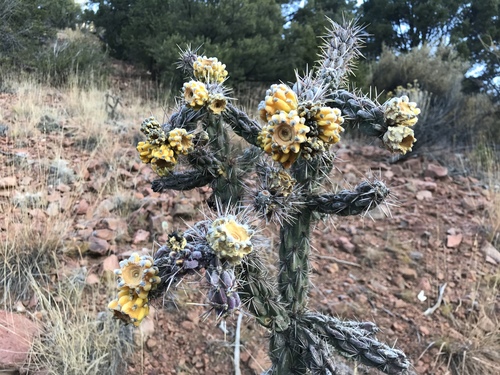 tree cholla