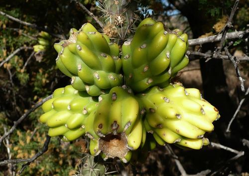tree cholla