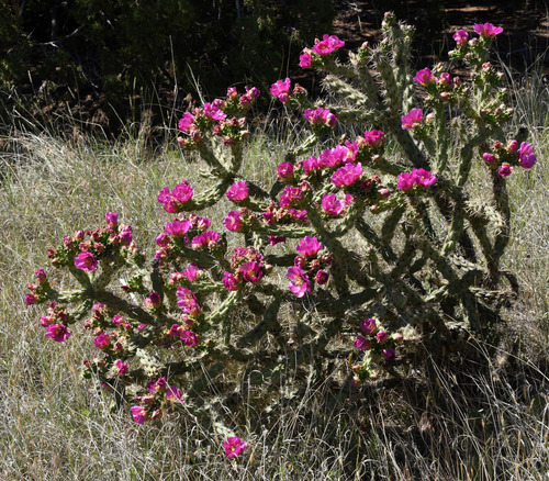tree cholla
