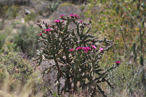 tree cholla