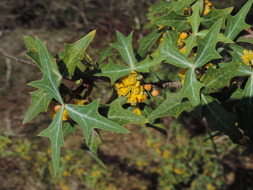 Agarita