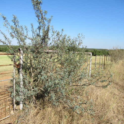 Agarita