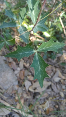 Agarita