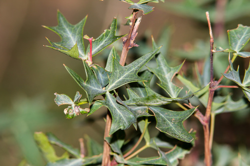 Agarita