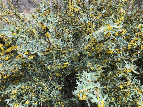 Agarita