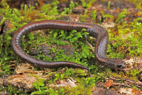 California Slender Salamander