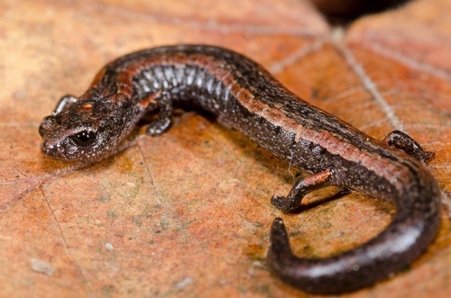 California Slender Salamander