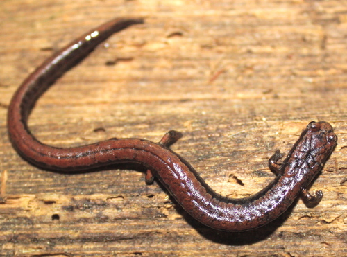 California Slender Salamander