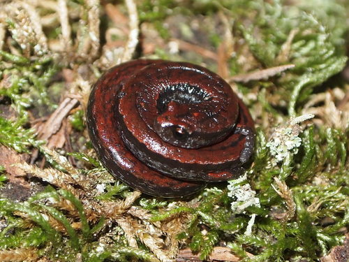 California Slender Salamander