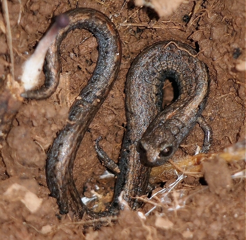 California Slender Salamander