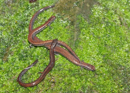 California Slender Salamander