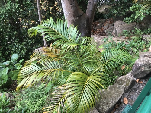 Areca Palm