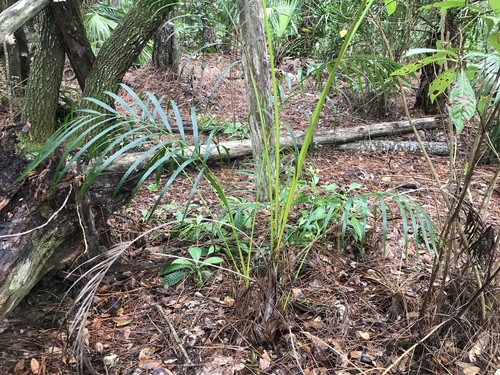 Areca Palm