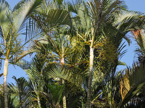 Areca Palm