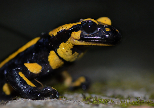 Fire Salamander
