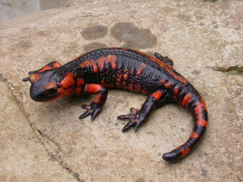 Fire Salamander