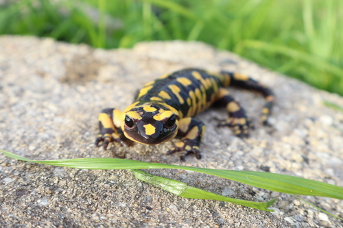 Fire Salamander