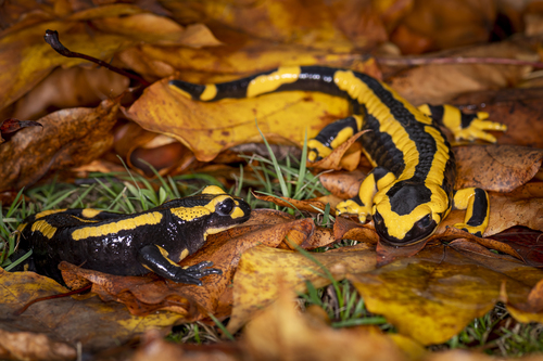 Fire Salamander