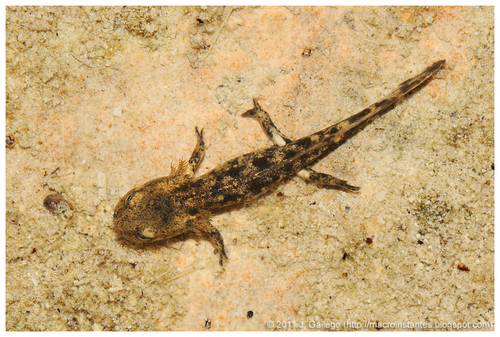 Fire Salamander