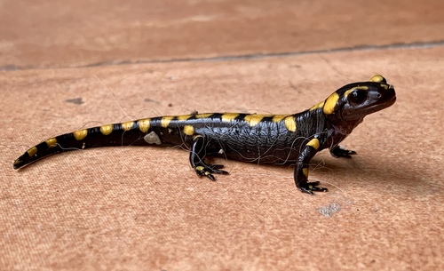 Fire Salamander