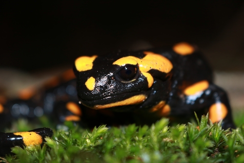 Fire Salamander