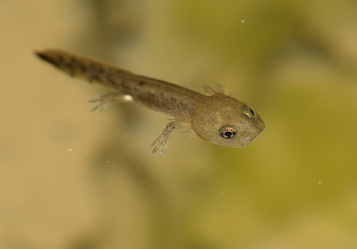 Fire Salamander