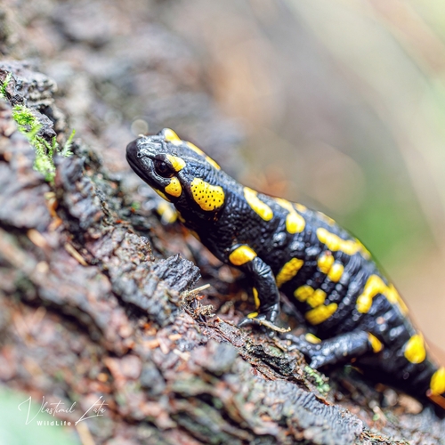 Fire Salamander