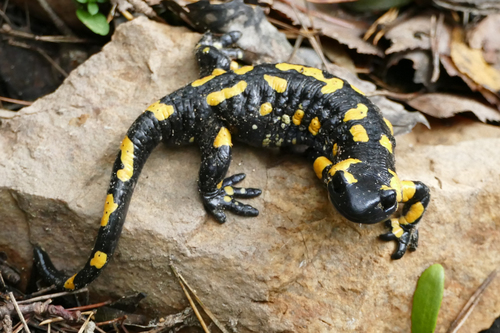 Fire Salamander