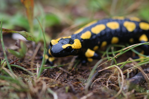 Fire Salamander