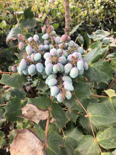 leatherleaf mahonia