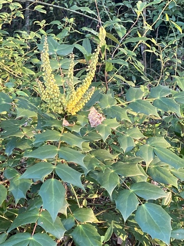 leatherleaf mahonia