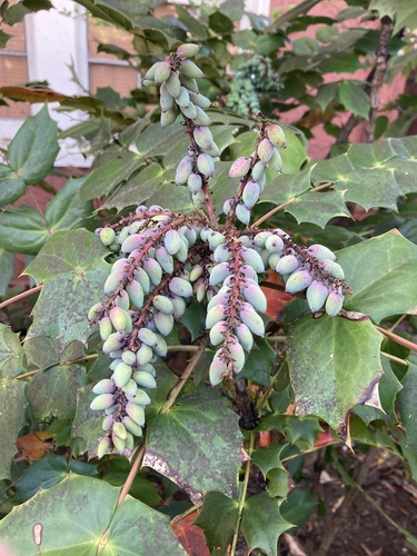 leatherleaf mahonia